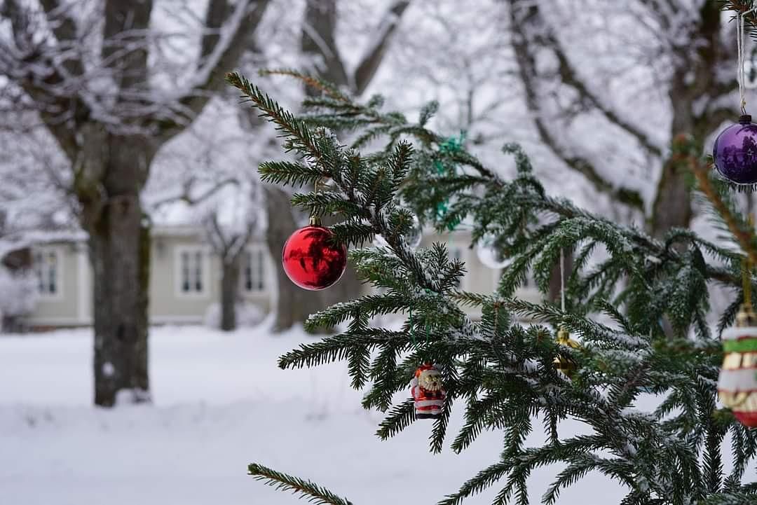 Новогодняя КОТОВАСИЯ