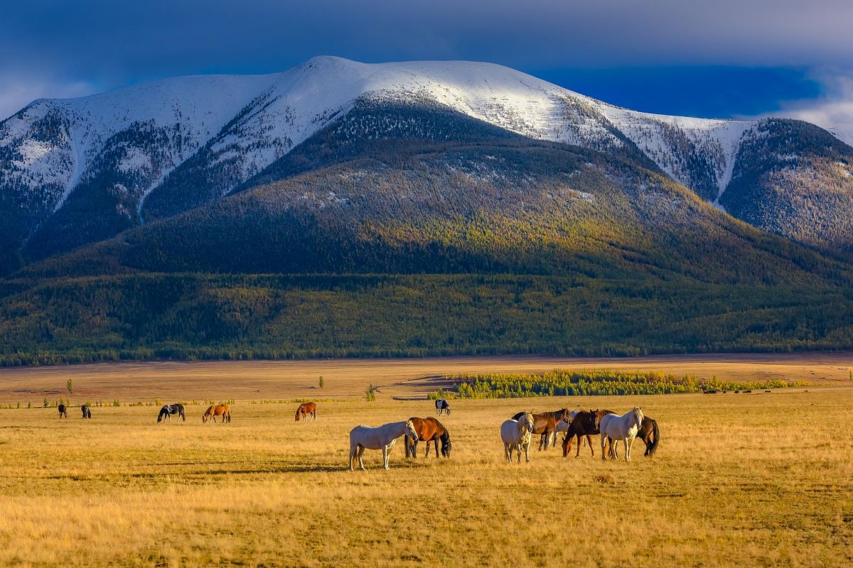 Алтай. Осенний блюз