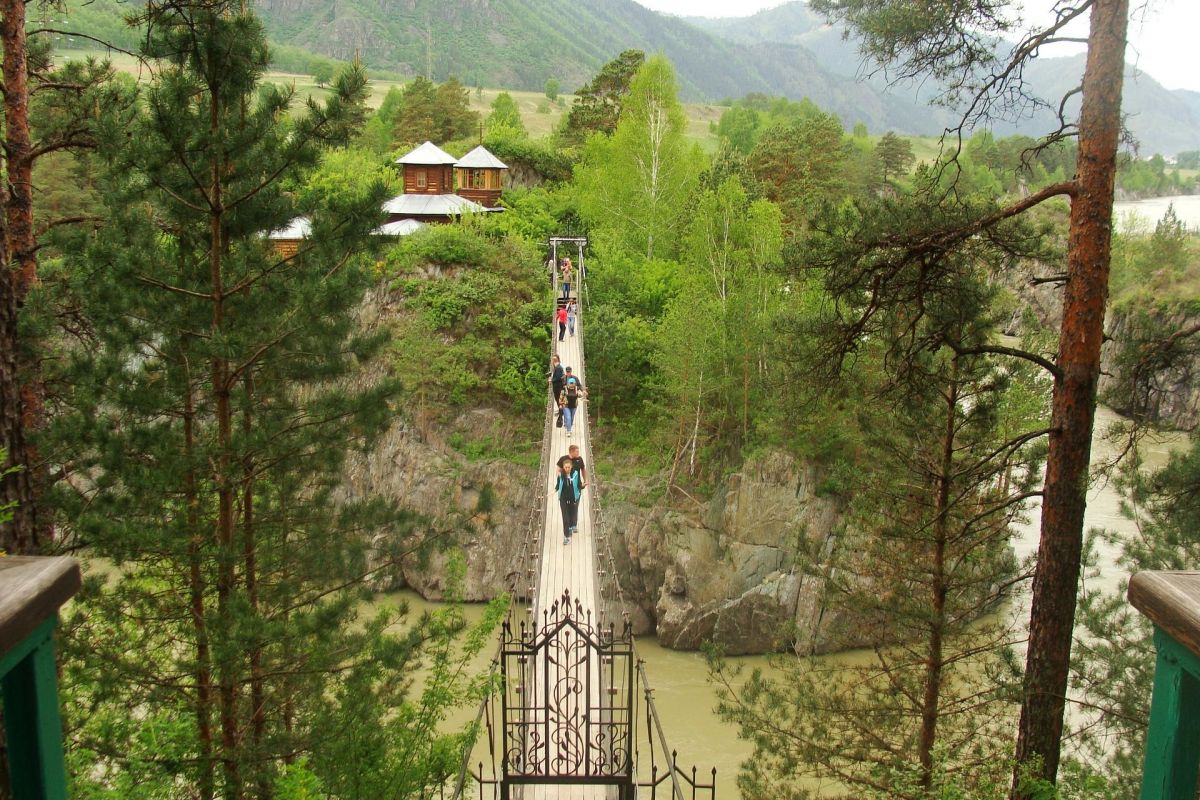 Цветение маральника на Алтае. Алтай весенний.