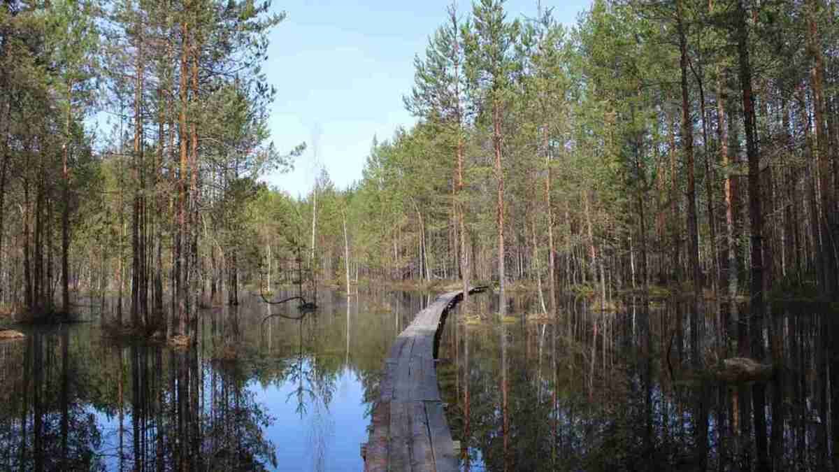 Керженский заповедник