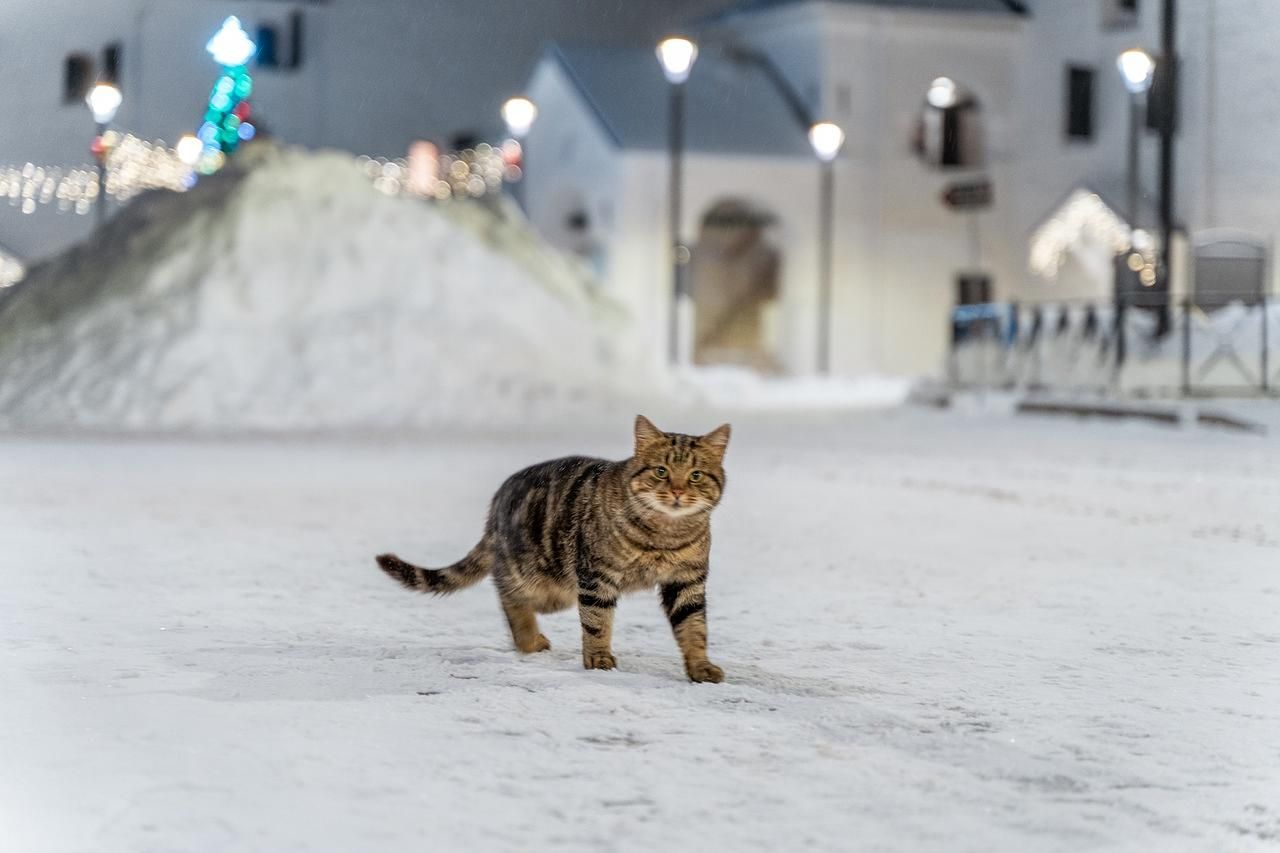 В гостях у СКОБАРей